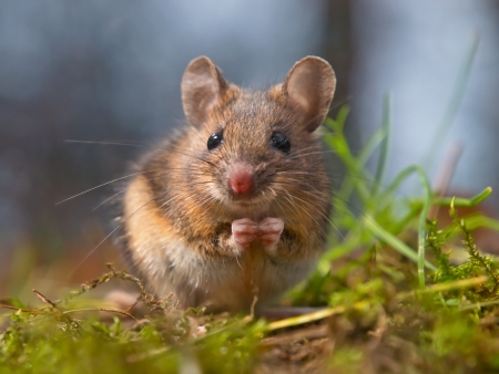© Adobe.stock.com - creativenature.nl
